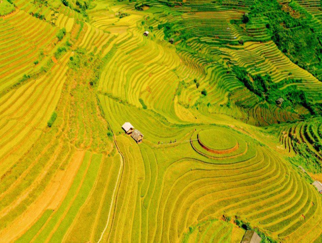 Ngắm nhìn những "dải lụa vàng" ở Mù Cang Chải